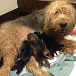 Otterhound Puppies from Blue Fairy Otterhounds