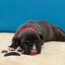 Red Collar Male - Black male American Pit Bull Terrier puppy in Pensacola, Florida from Alpha Alliance Kennels