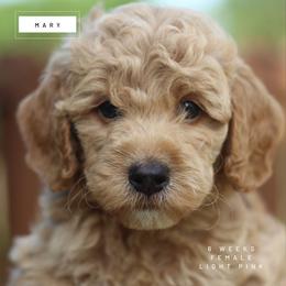 Mary - Apricot female Goldendoodle puppy in Lawton, Oklahoma from Nova's Minidoodles
