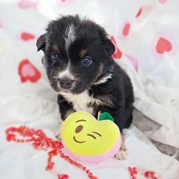 Amber (yellow) - Black tri-color female Australian Shepherd puppy in Okeechobee, Florida from Rothsolid Puppies