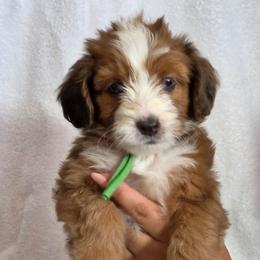 Margarita - Red merle female Aussiedoodle puppy in Lithia, Florida from Waterford Doodle Farm