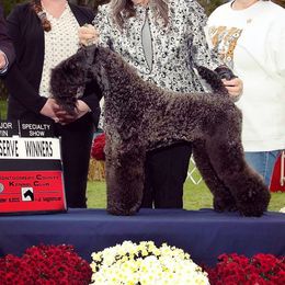 Kerry Blue Terriers from Black Sails