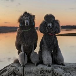 Poodles from Kbri