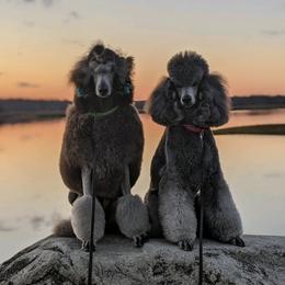 Poodles from Kbri