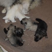 Girl 4 - Black and silver female Keeshond puppy in Fayetteville, Tennessee from Erbekees-Keeshonden