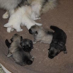 Girl 4 - Black and silver female Keeshond puppy in Fayetteville, Tennessee from Erbekees-Keeshonden