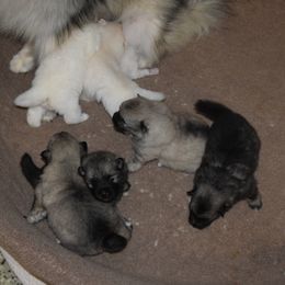 Girl 4 - Black and silver female Keeshond puppy in Fayetteville, Tennessee from Erbekees-Keeshonden