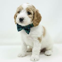 Bear - Red male Cavapoo puppy in Columbus, Montana from Comfort Doodle