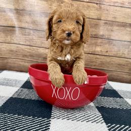 Crosby - Red male Cockapoo puppy in Beresford, South Dakota from DAKOTA DOOD RANCH