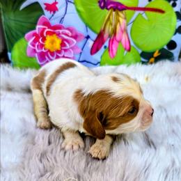 Mystic - Blenheim female Cavalier King Charles Spaniel puppy in Charity, Missouri from Missouri. Cavaliers