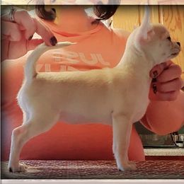 American Staffordshire Terrier and Chihuahua Puppies from Bellastaff