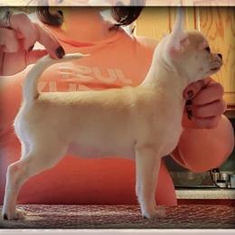 American Staffordshire Terrier and Chihuahua Puppies from Bellastaff