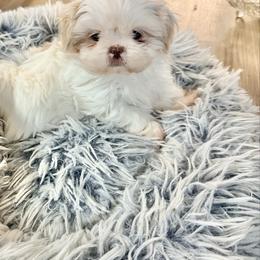 Vanilla Bean - White female Shih Tzu puppy in Port Orchard, Washington from Buttons N Bows