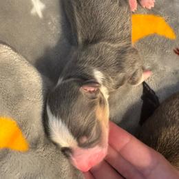 Boy 3 - Blue male Pembroke Welsh Corgi puppy in Clarksville, Tennessee from Cooler Farms Corgis