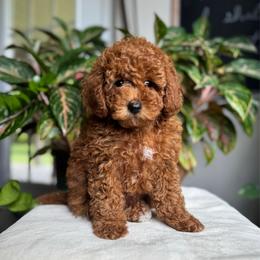 Brook - Red female Cavapoo puppy in Orrstown, Pennsylvania from Pawfect Fur Friends