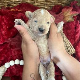 Stand by Me - Cream male Poodle puppy in Hemet, California from Vallevistadoodles
