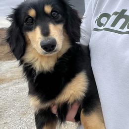 Arlo - Dachshund