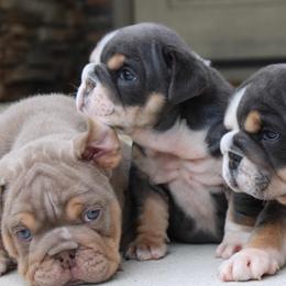 Bulldog and French Bulldog Puppies from Jhuntfrenchies
