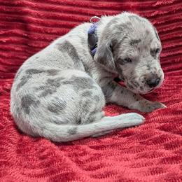 Rizzo - Merle female Great Dane puppy in Bay City, Michigan from Monarch Danes