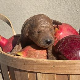 Pretzel - Red male Labradoodle puppy in St George, Utah from Terra's Swann's Kennels
