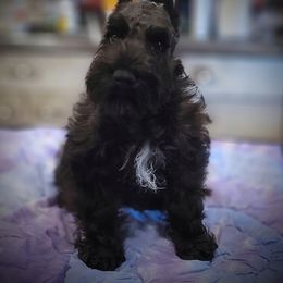 Miniature Schnauzer Puppies from A'Lord Miniature Schnauzer