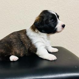 Gingerbread - Brindle and white male American Corgi puppy in Temple, Texas from Silver Moon Cardigan and American Corgis