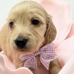 Grace (divine favor) - Cream female Dachshund puppy in Murfreesboro, Tennessee from Kimbrie's Dream Cream Doxies