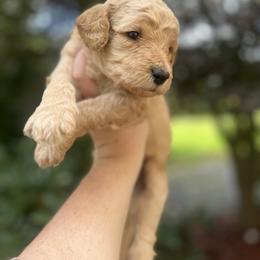 Boy 5 - Apricot Goldendoodle puppy in Bluefield, Virginia from Love on a Leash