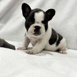 Boy 2 - Black and white male French Bulldog puppy in City Of Industry, California from Cert. Frenchies