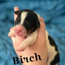 Birch - Tri-color male Cavapoo puppy in Sun City, Arizona from AZ Cavapoos