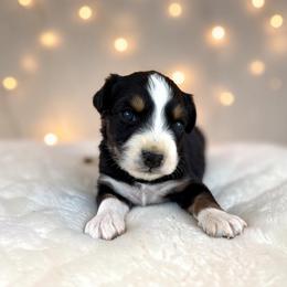 Onyx - Black tri-color male Australian Shepherd puppy in Statesville, North Carolina from Charming Australian Shepherds