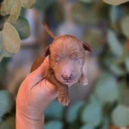 Brown Collar - Red  male Goldendoodle puppy in Somerville, Alabama from Southern Enchanted Doodles