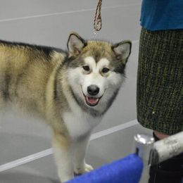 Alaskan Malamute Puppies from Maelstrom Alaskan Malamutes