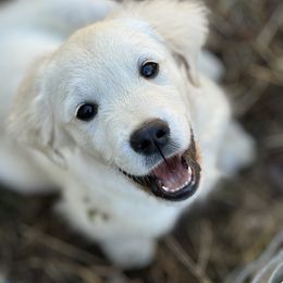 Mr. Little - Golden Retriever puppy from Southern Belle's Puppies