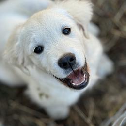 Mr. Little - Golden Retriever puppy from Southern Belle's Puppies