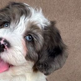Australian Mountain Doodles and Bernedoodles from D and D’s Dandy Doodles