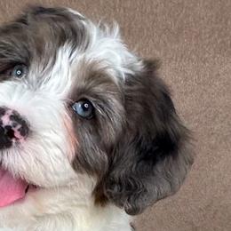 Australian Mountain Doodles and Bernedoodles from D and D’s Dandy Doodles