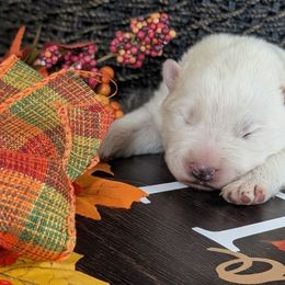 Red - White male Samoyed puppy in Erda, Utah from Desert Snow Samoyeds