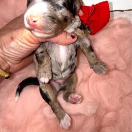 Red - Blue merle male Bernedoodle puppy in Curtice, Ohio from The Pink Doghouse