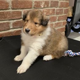 Girl 3 - female Collie puppy in Temple, Pennsylvania from Rimma's Collies