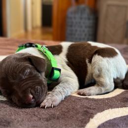 Thelma - Liver and white female German Shorthaired Pointer puppy in Georgia from CMC Farms