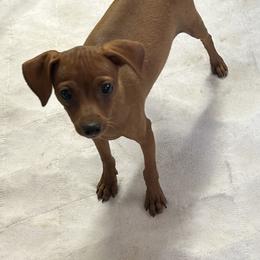 Boy 1 - Red male Miniature Pinscher puppy in Marietta, Oklahoma from Whitehouse Kennel,  Judith White