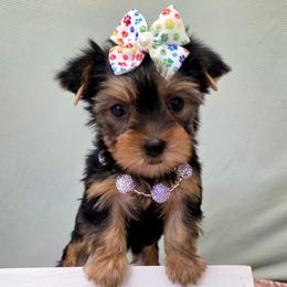 Rosie - Blue and gold female Yorkshire Terrier puppy in Monticello, Iowa from Ashley’s Puppies