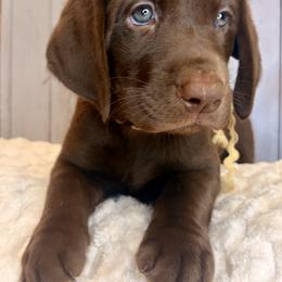 White Collar Chocolate Female - Chocolate female Labrador Retriever puppy in Gainesville, Georgia from Rucker Retrievers