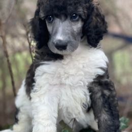 Poodle Puppies from Granny's Poodles