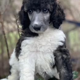 Poodle Puppies from Granny's Poodles