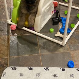 Bouvier des Flandres Puppies from Julie Smith