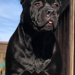 Layla  - Cane Corso