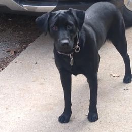 "Felix x Ezra '21 (Miss Green)" Labrador Retriever All Grown Up from VK Labradors