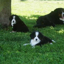 Bernese Mountain Dog Puppies from Lonesome Pine Farm